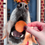 Turkey Feast Chips Chip Farm To Pet