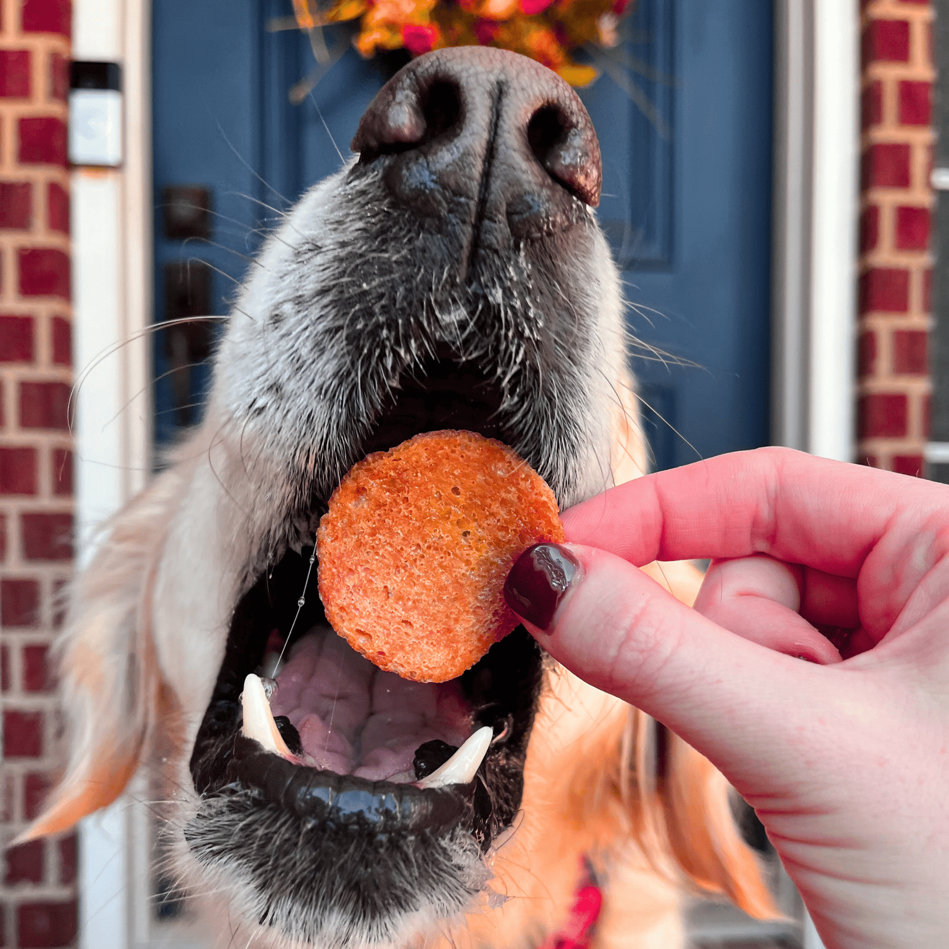 Turkey Feast Chips Chip Farm To Pet