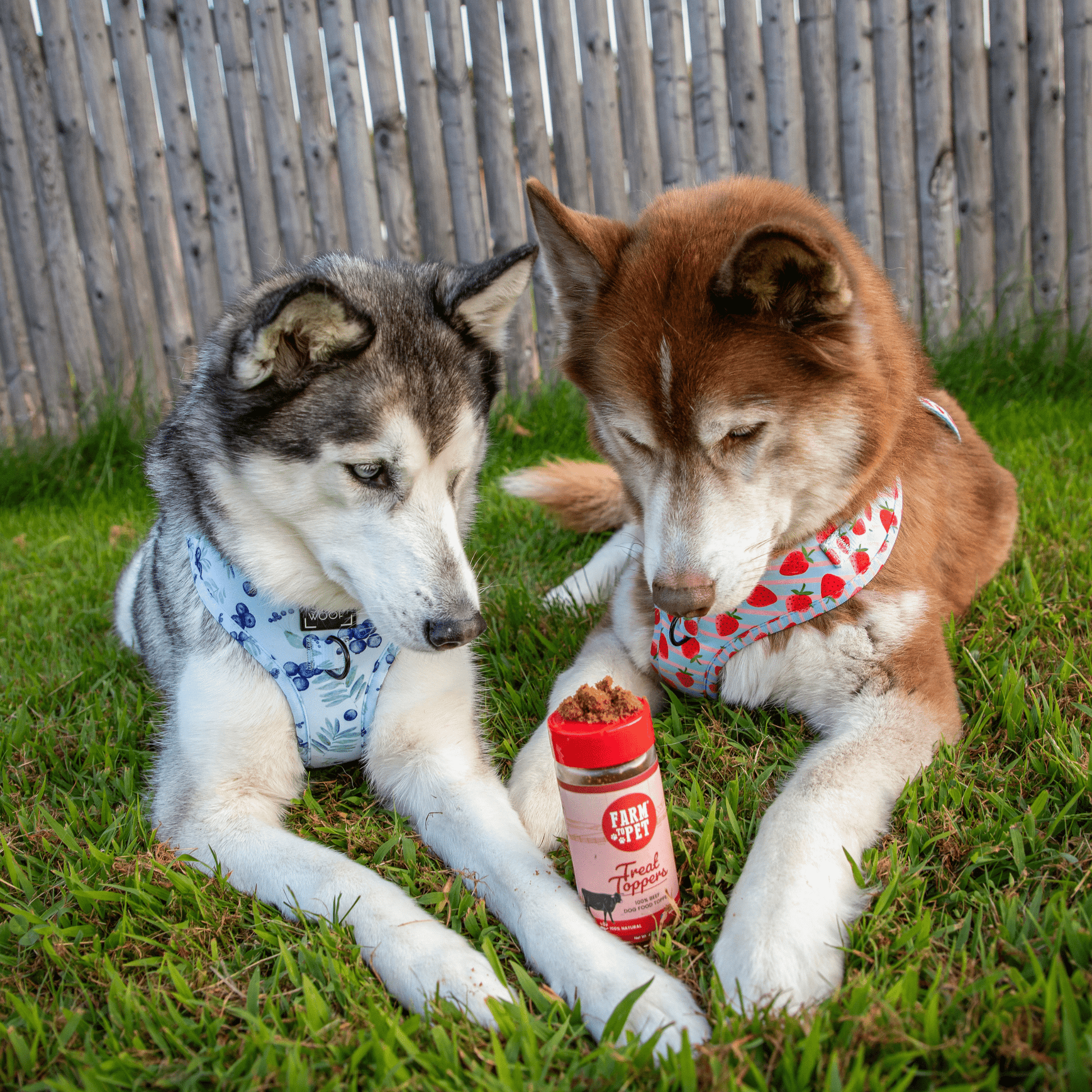 Treat Topper Beef Dog Food Topper | Powdered Meal Topper for Pets Topper Farm To Pet