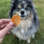 Chicago Chicken Chips for Dogs | Dog Treats To Celebrate Our Hometown Chip Farm To Pet
