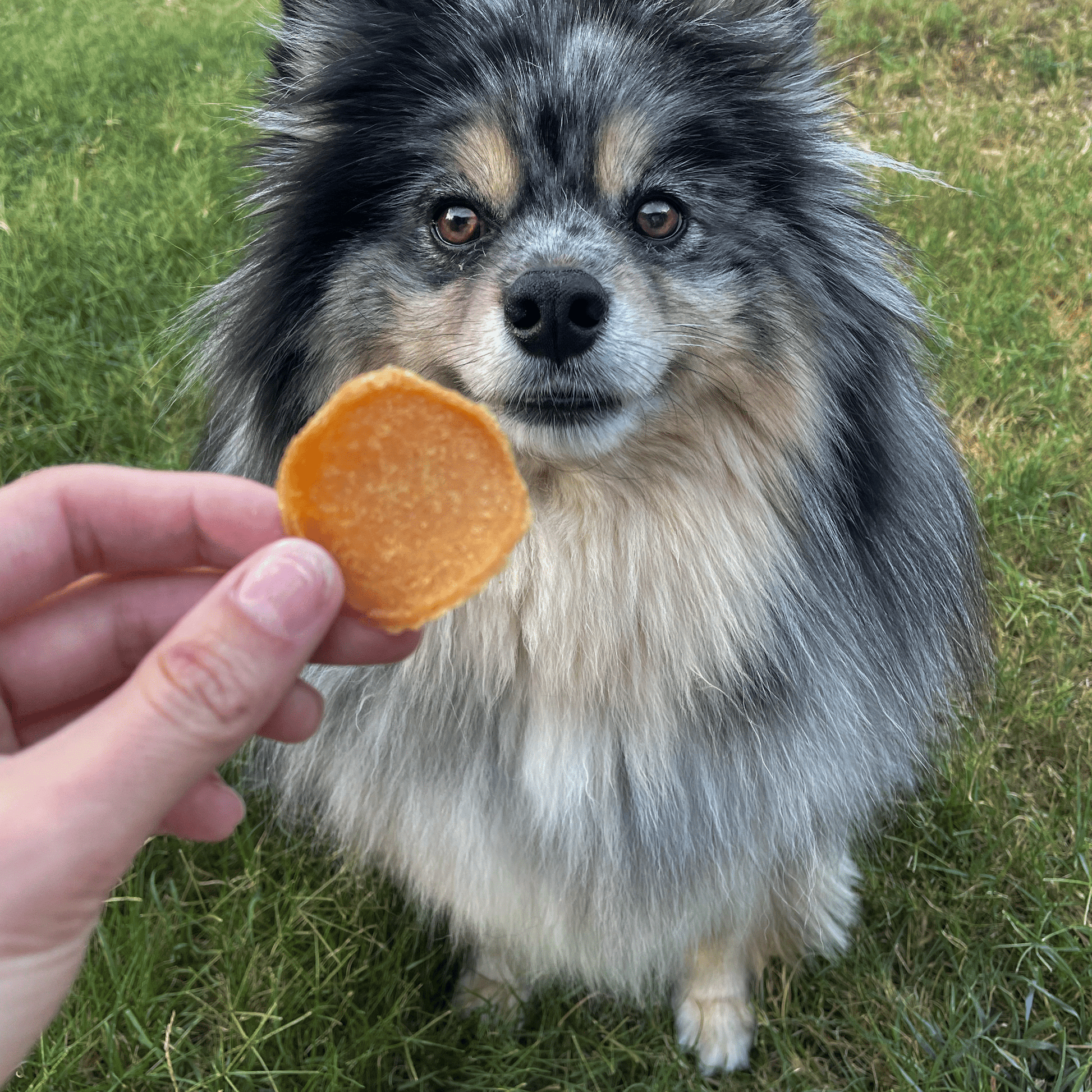 Chicago Chicken Chips for Dogs | Dog Treats To Celebrate Our Hometown Chip Farm To Pet
