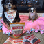 Puppy Packs 'n Snacks Dog Treat Starter Pack | Single-Ingredient Training Treats Bundle Farm To Pet