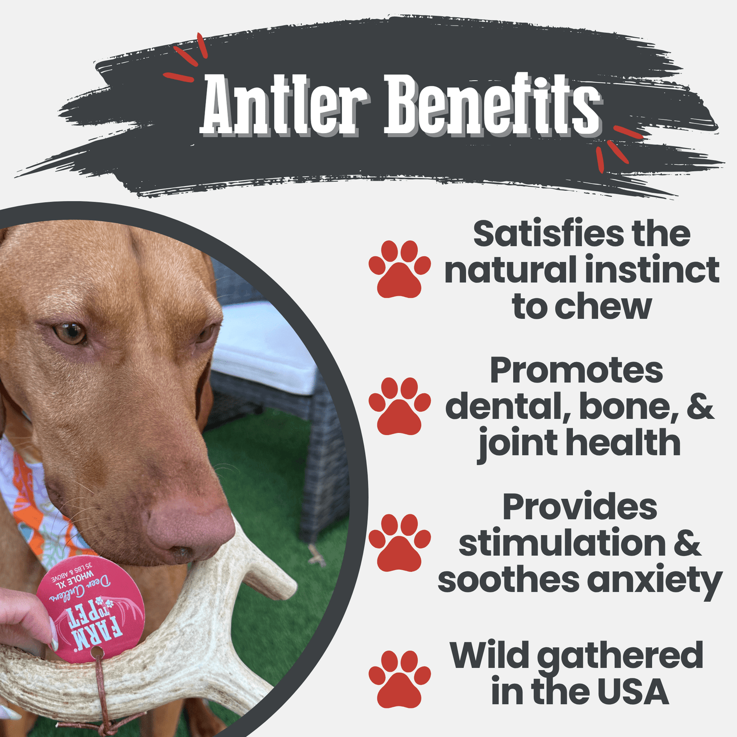 Deer Antler Dog Chews | Organic Chews for Dogs Antler Dog Chew Farm To Pet
