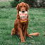Chicken Chips for Dogs | All-Natural Single-Ingredient Dog Treats Chip Farm To Pet