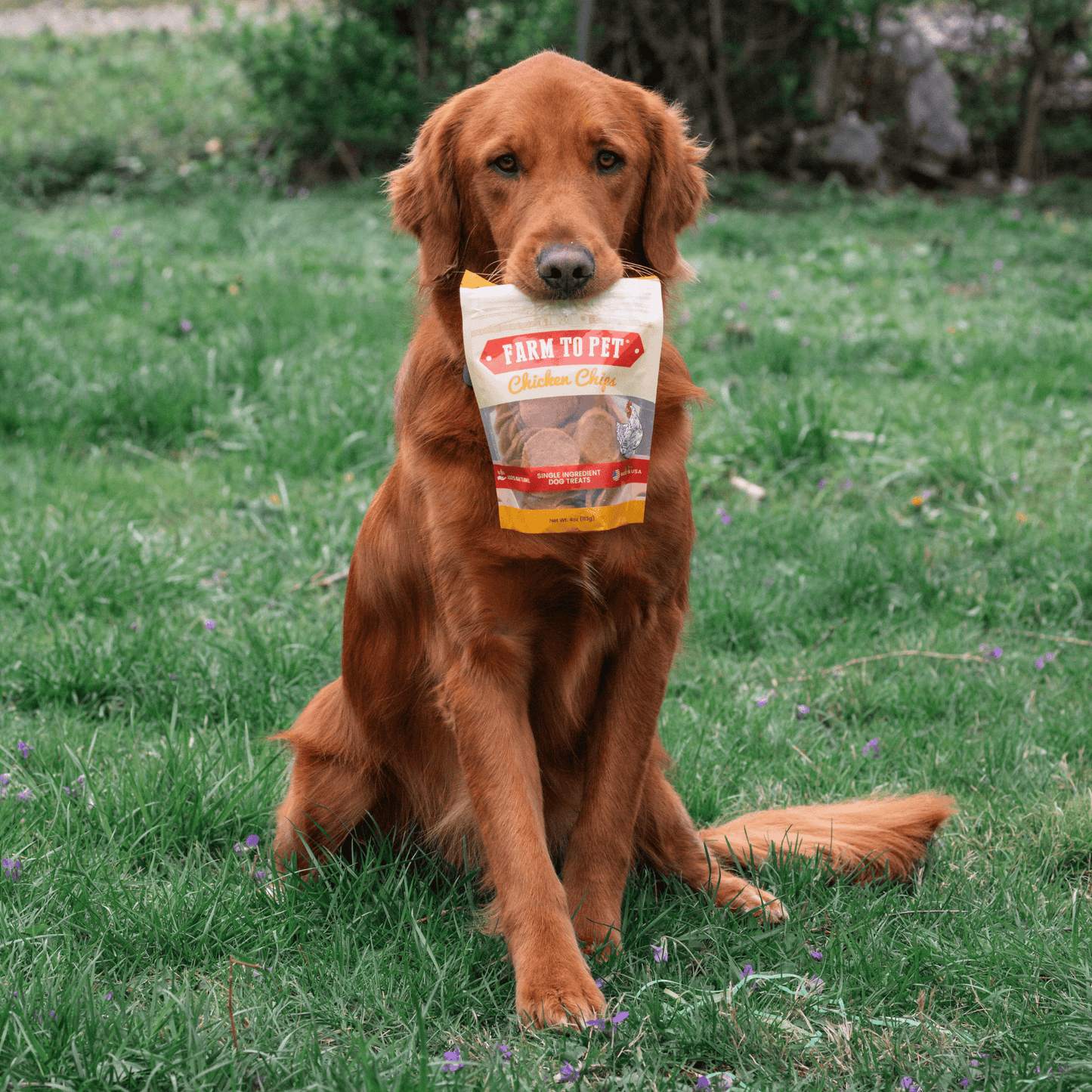 Chicken Chips for Dogs | All-Natural Single-Ingredient Dog Treats Chip Farm To Pet