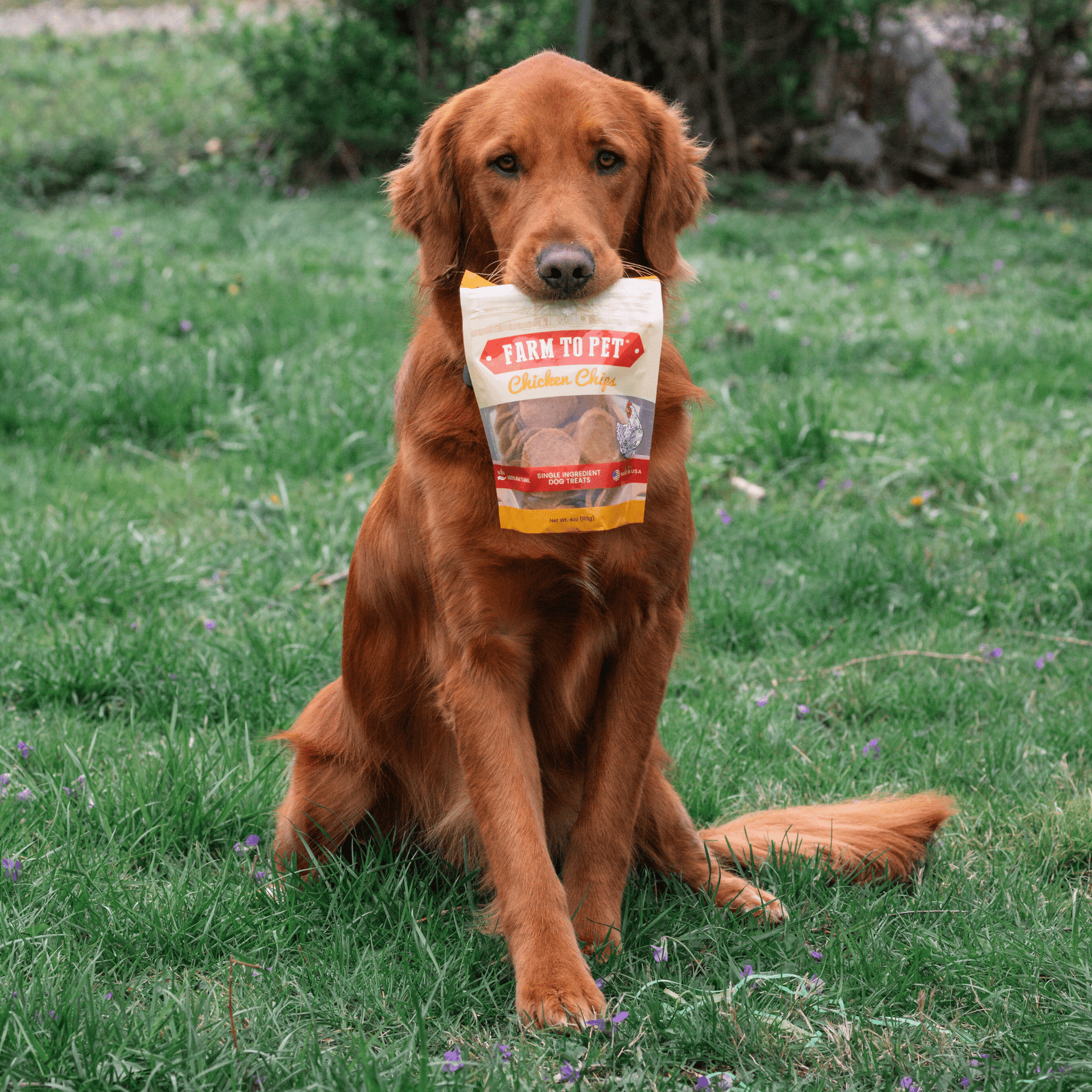 Chicken Chips for Dogs | All-Natural Single-Ingredient Dog Treats Chip Farm To Pet