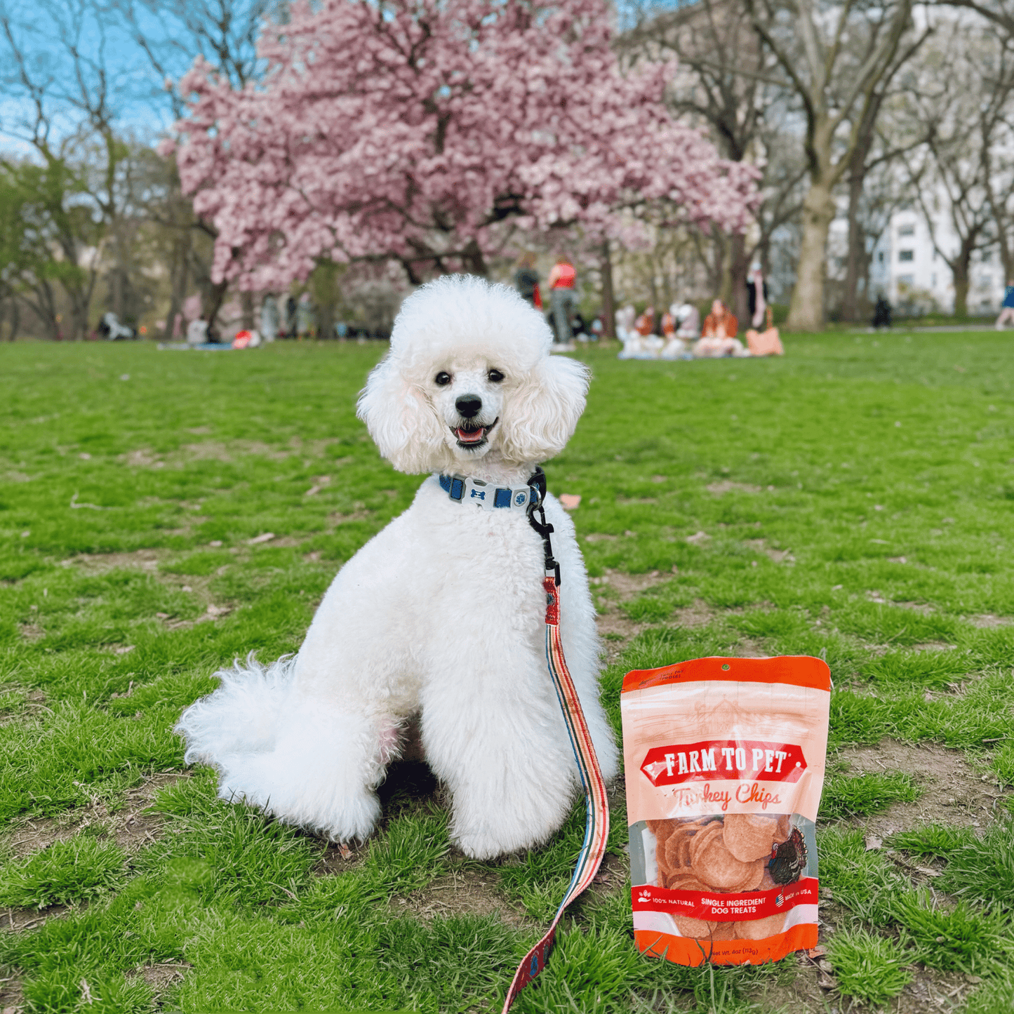 Turkey Chips for Dogs | All-Natural Single-Ingredient Healthy Dog Treats Chip Farm To Pet