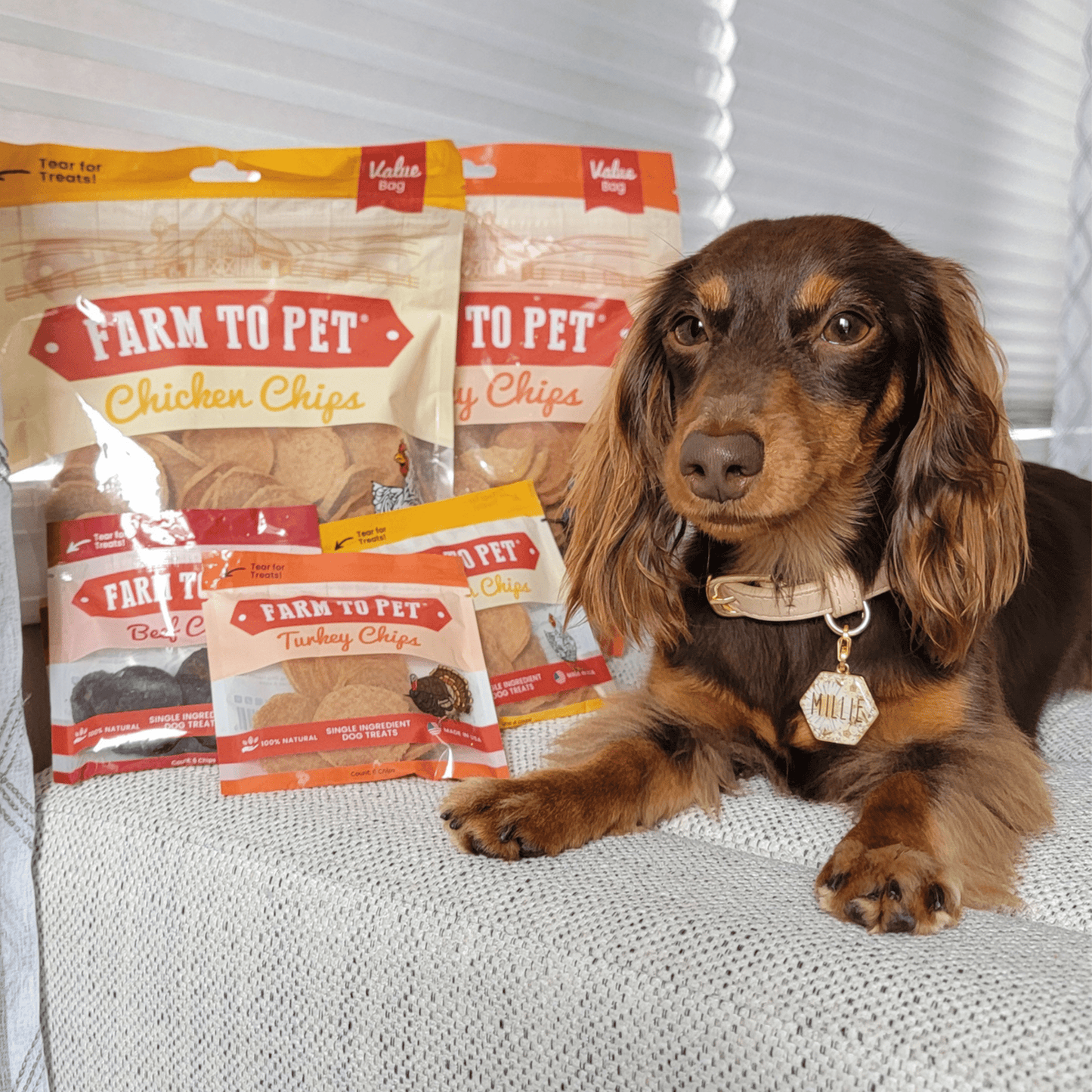 Turkey & Chicken Chip Dog Treat Duo | Single-Ingredient Poultry Treats for Dogs Chip Farm To Pet