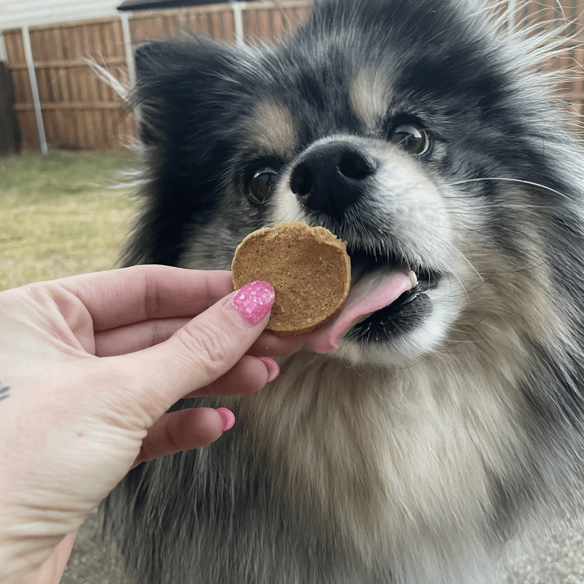 Fish Chips for Dogs | Wild-Caught Fish Dog Treats Chip Farm To Pet