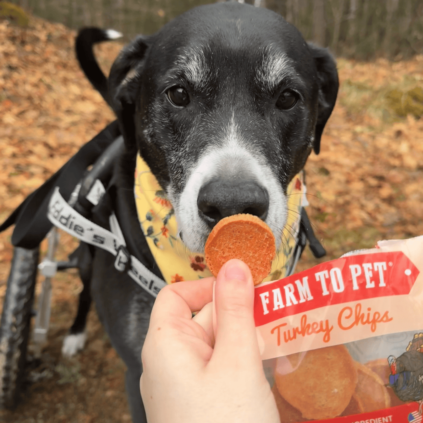 Turkey Chips Snack Pack Bundles | Low Allergen Treats for Training Snack Pack Farm To Pet