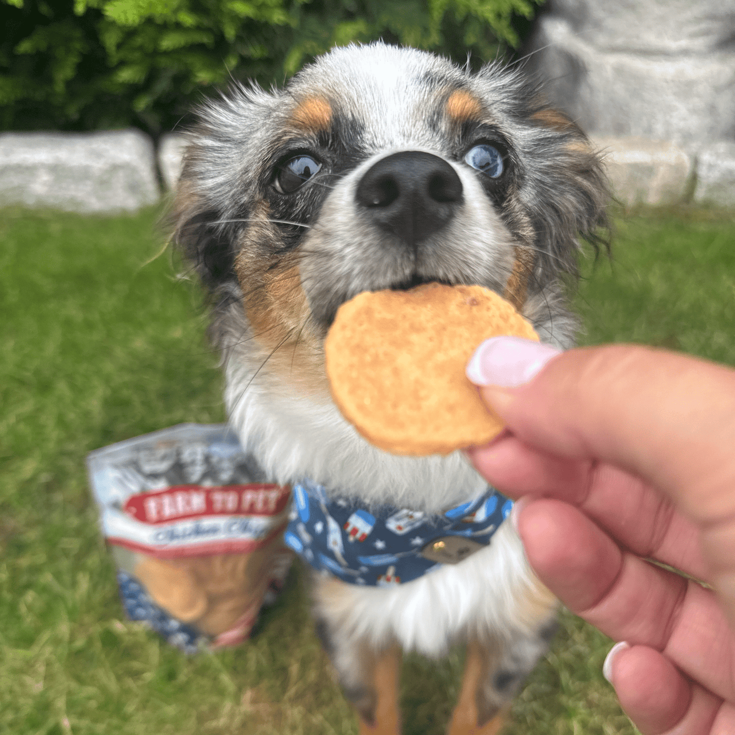 Americana Chicken Chips for Dogs | Celebrate with USA-made Dog Treats Chip Farm To Pet