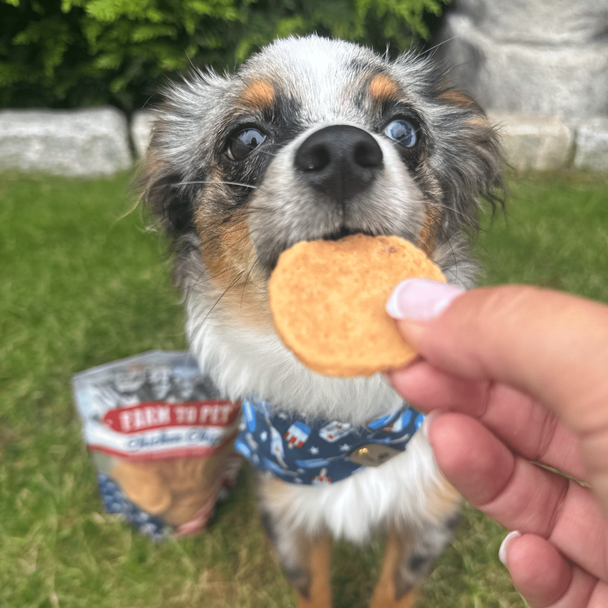 Americana Chicken Chips for Dogs | Celebrate with USA-made Dog Treats Chip Farm To Pet