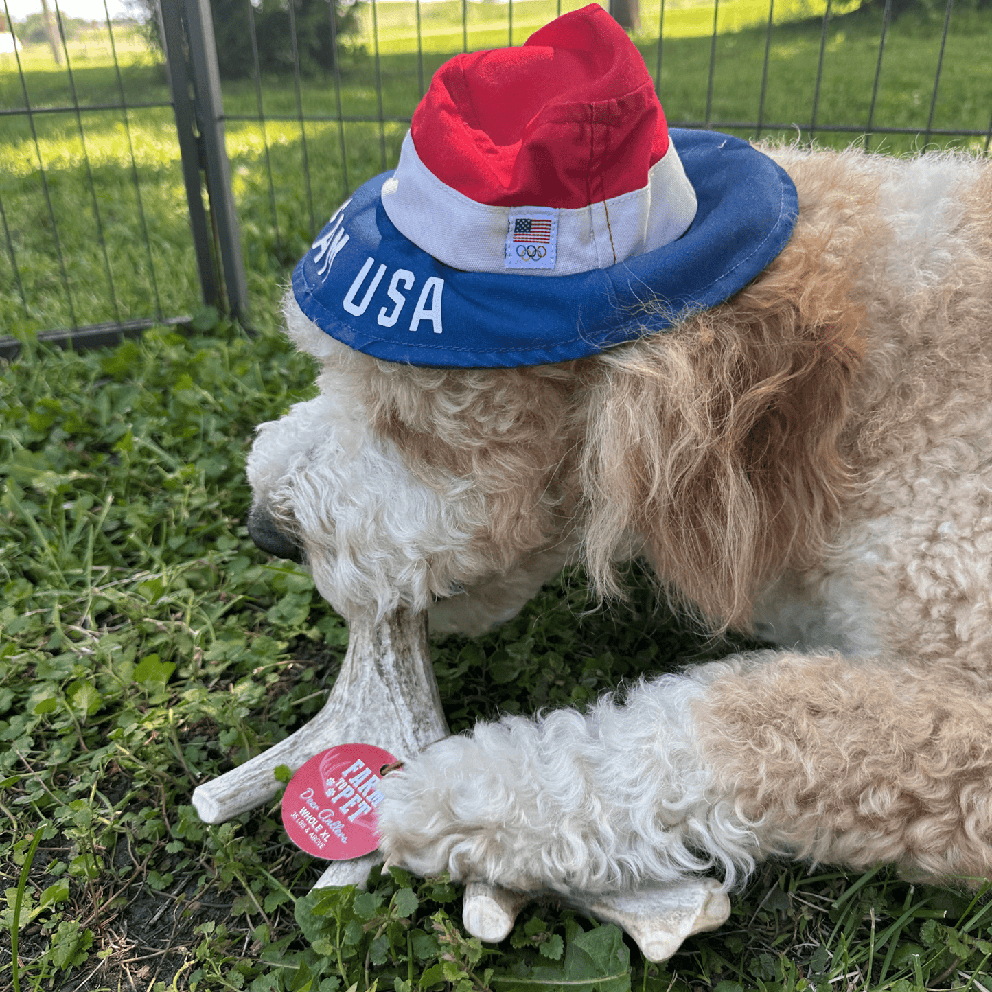 Deer Antler Dog Chews | Organic Chews for Dogs Antler Dog Chew Farm To Pet