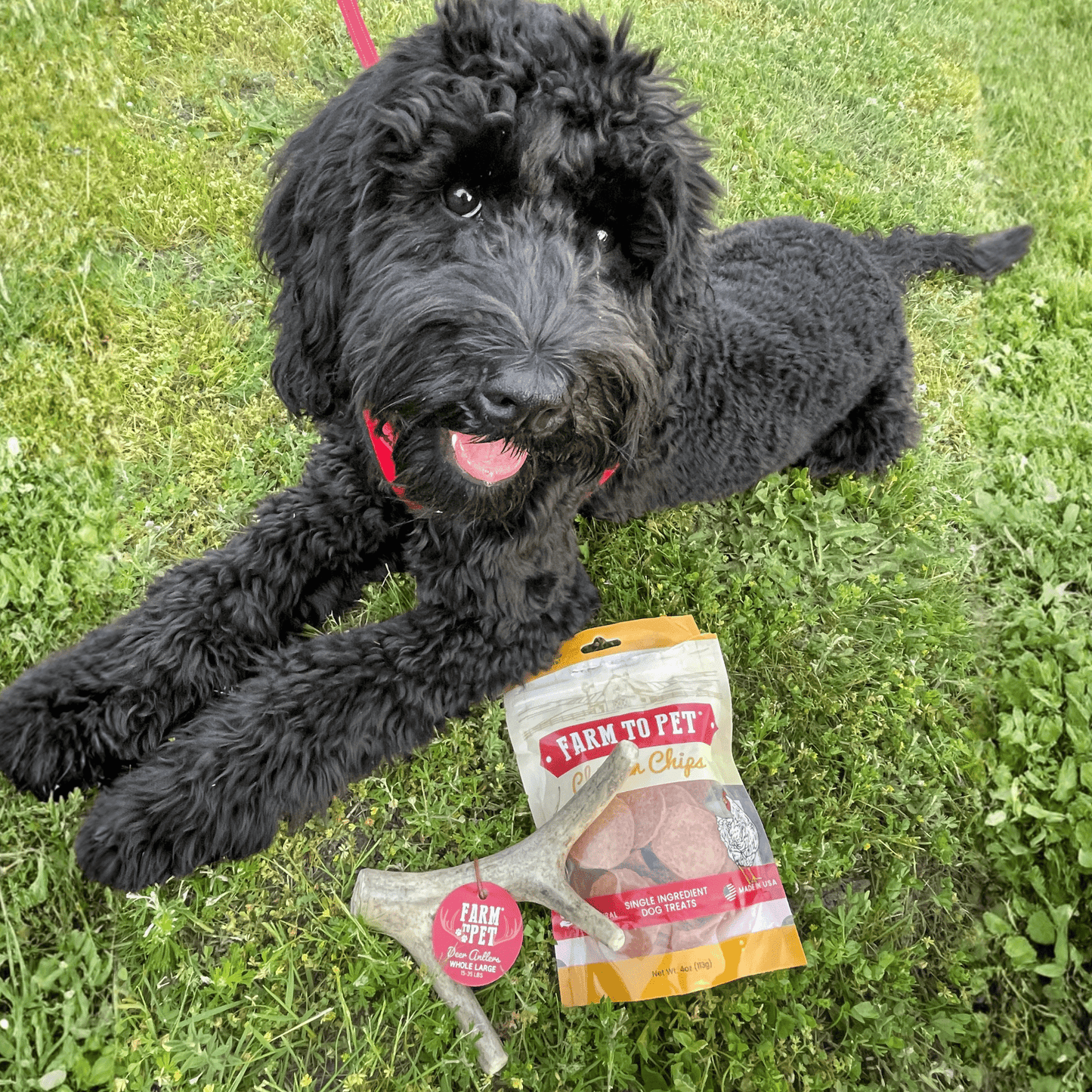 Deer Antler Dog Chews | Organic Chews for Dogs Antler Dog Chew Farm To Pet