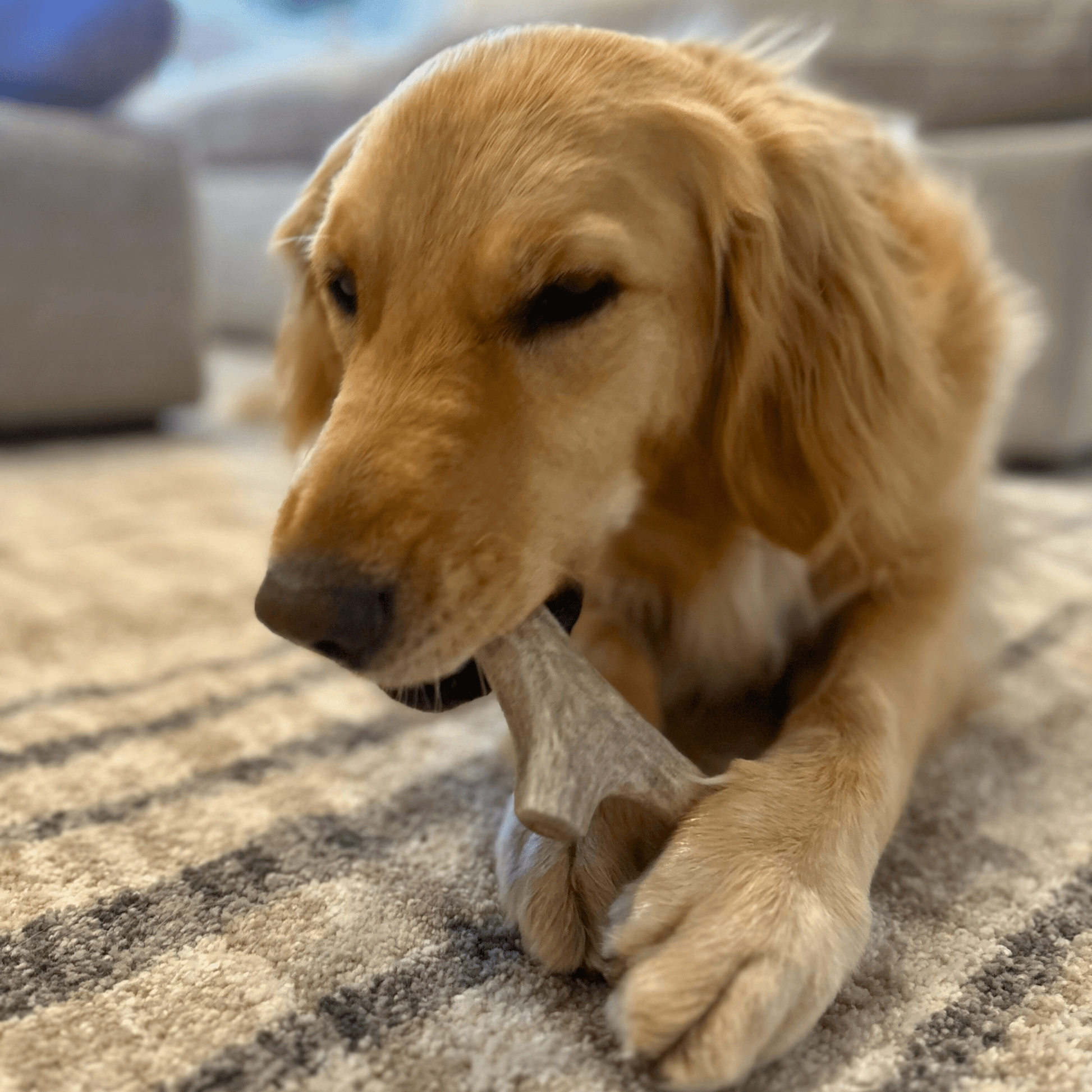 Deer Antler Dog Chews | Organic Chews for Dogs Antler Dog Chew Farm To Pet