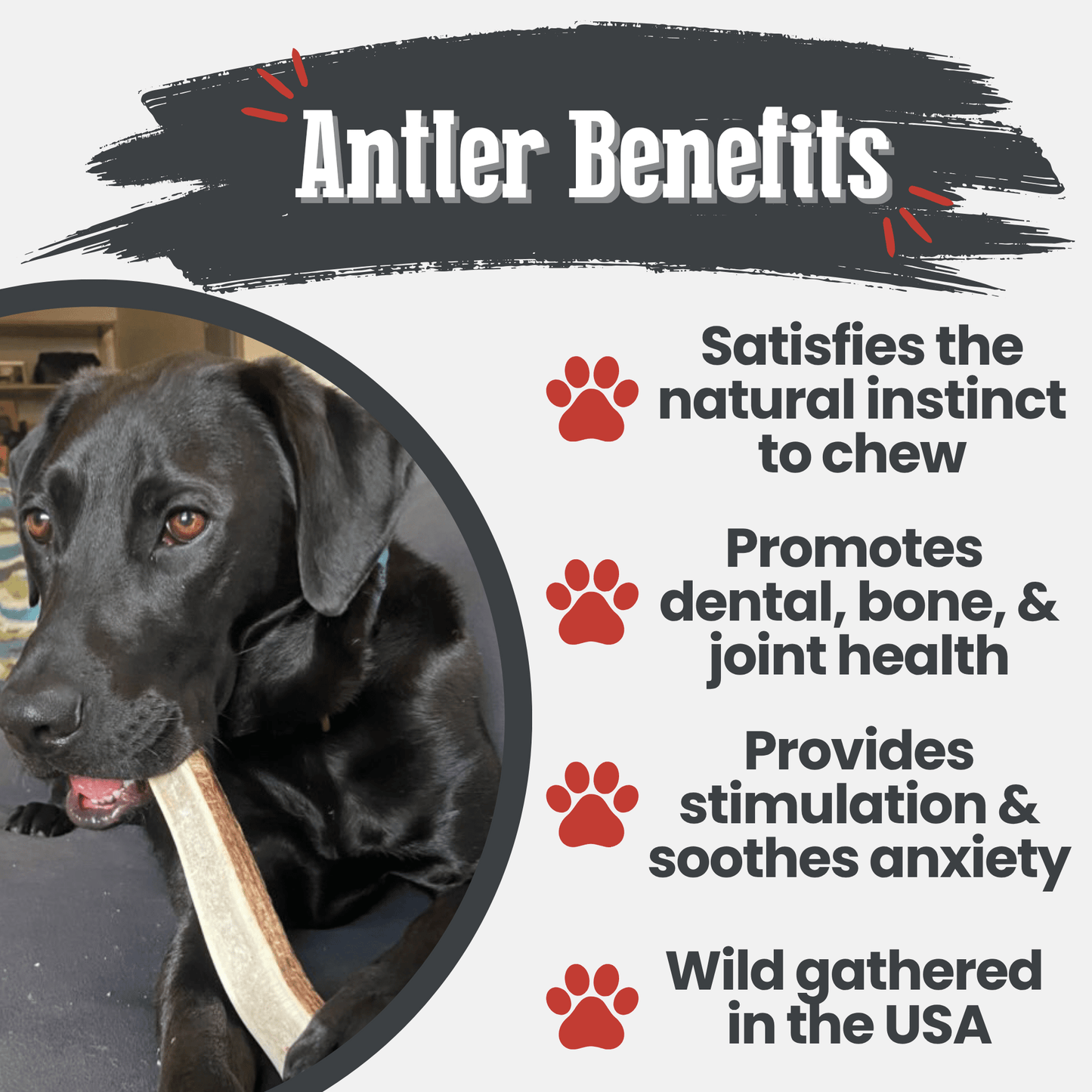 Elk Antler Dog Chews | All-Natural Whole and Split Elk Antler Chews for Dogs Antler Dog Chew Farm To Pet