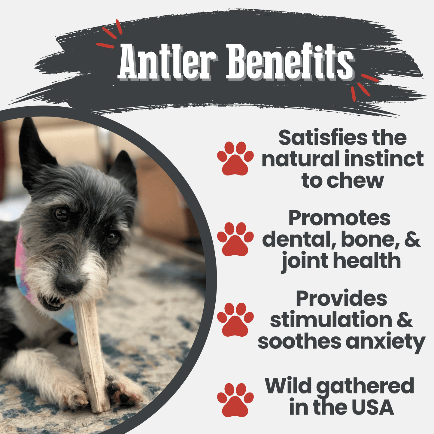 Elk Antler Dog Chews | All-Natural Whole and Split Elk Antler Chews for Dogs Antler Dog Chew Farm To Pet