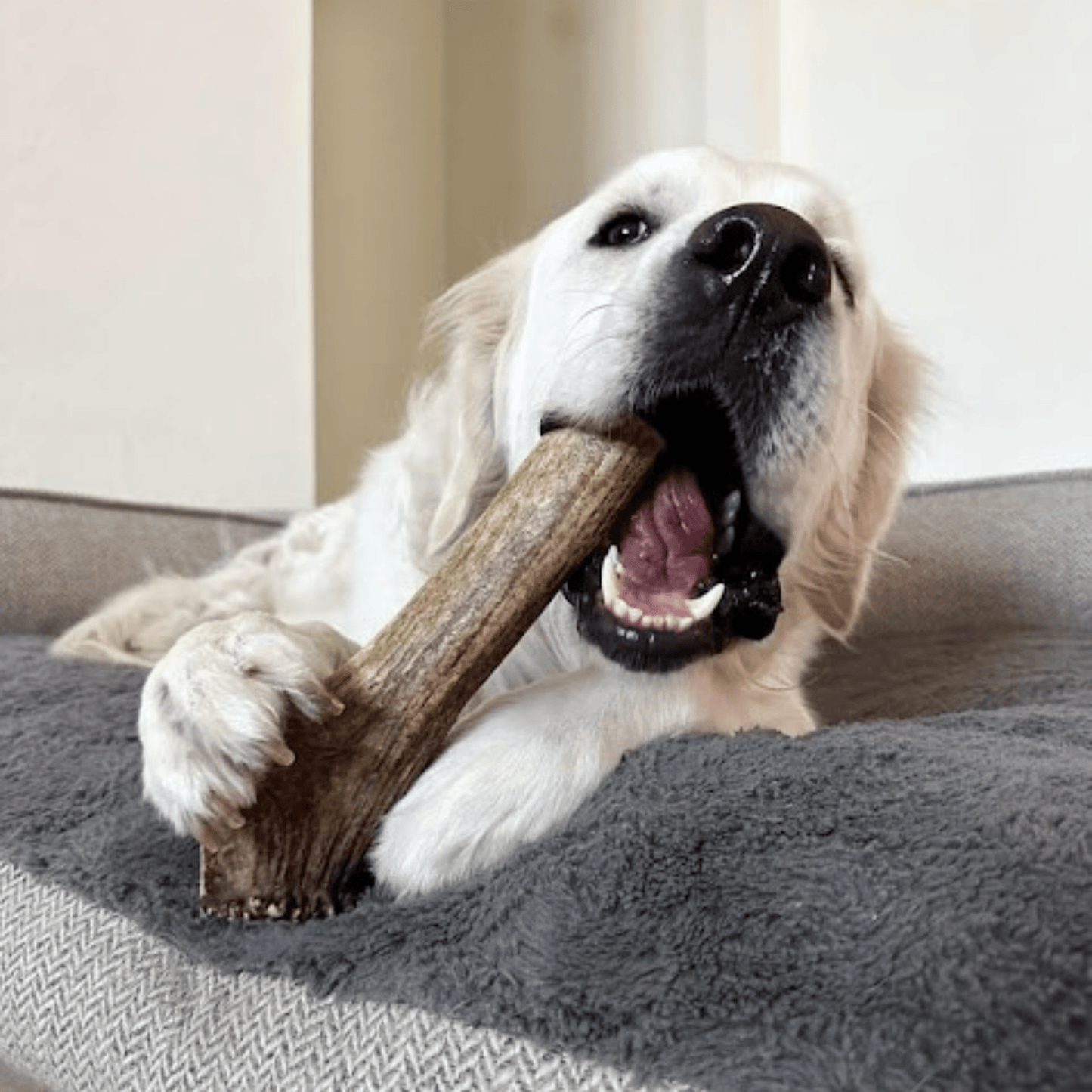 Elk Antler Dog Chews | All-Natural Whole and Split Elk Antler Chews for Dogs Antler Dog Chew Farm To Pet