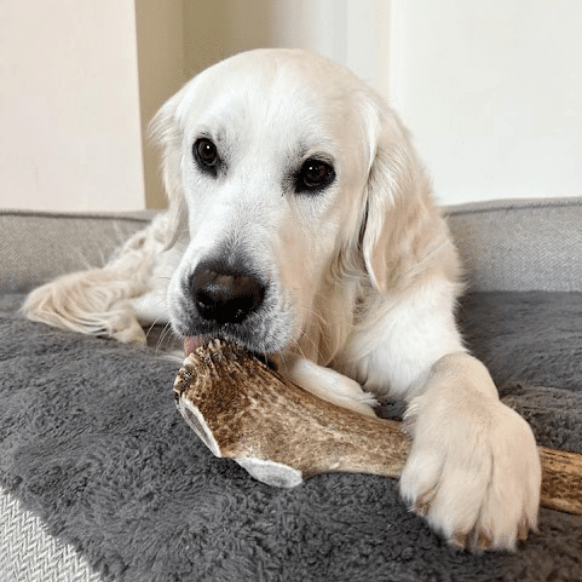 Elk Antler Dog Chews | All-Natural Whole and Split Elk Antler Chews for Dogs Antler Dog Chew Farm To Pet