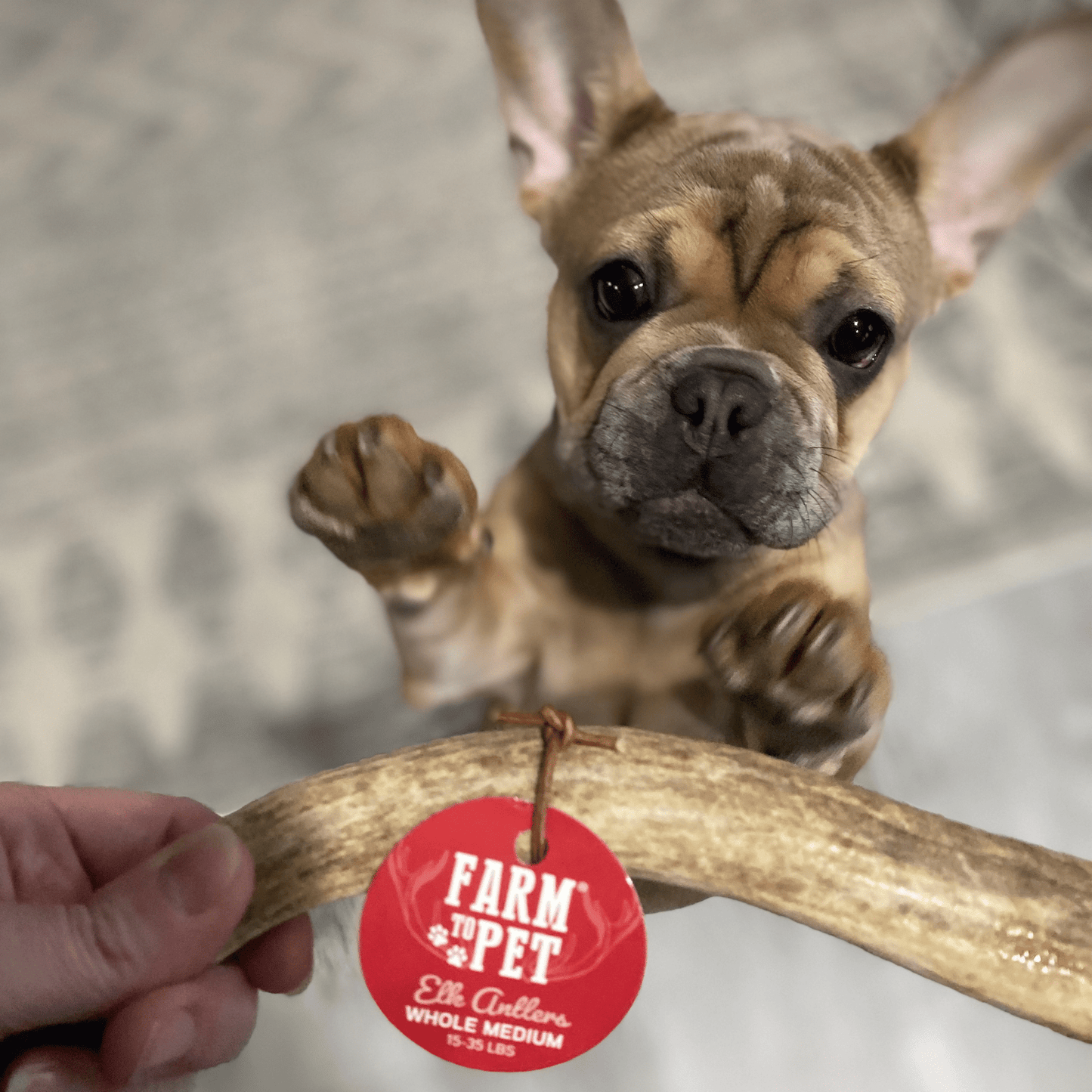 Elk Antler Dog Chews | All-Natural Whole and Split Elk Antler Chews for Dogs Antler Dog Chew Farm To Pet