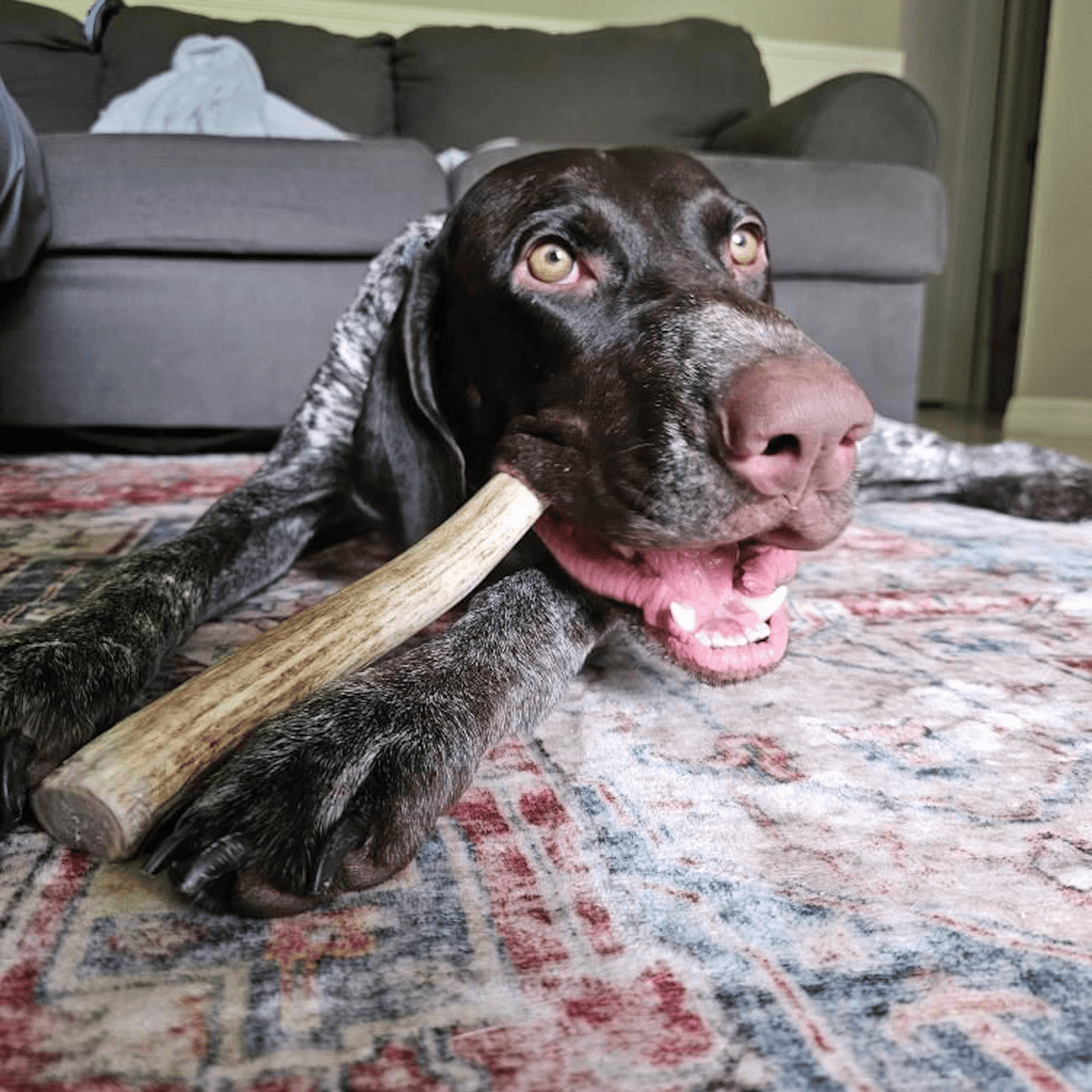 Reindeer Antler Dog Chews | Organic Chews for Dogs Antler Dog Chew Farm To Pet