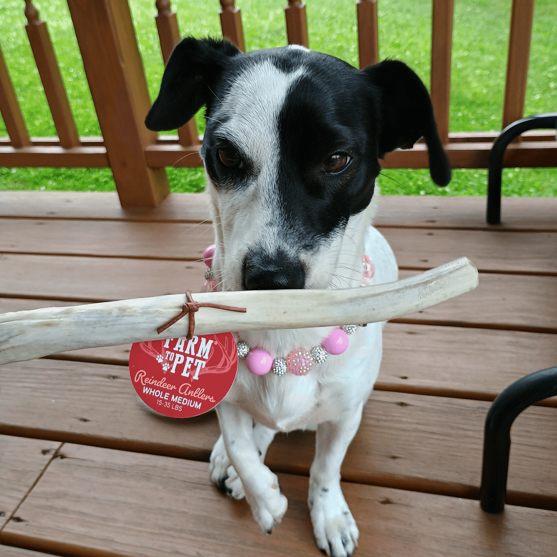 Reindeer Antler Dog Chews | Organic Chews for Dogs Antler Dog Chew Farm To Pet