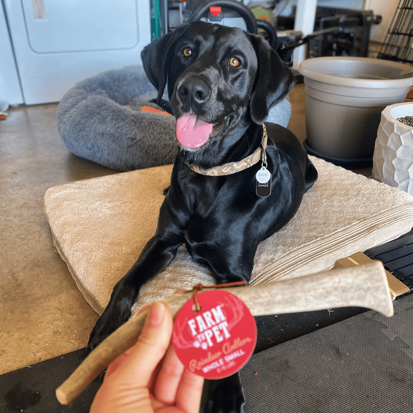 Reindeer Antler Dog Chews | Organic Chews for Dogs Antler Dog Chew Farm To Pet