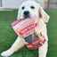 Beef Chips Dog Treats | Single-Ingredient Healthy Treats for Dogs Chip Farm To Pet