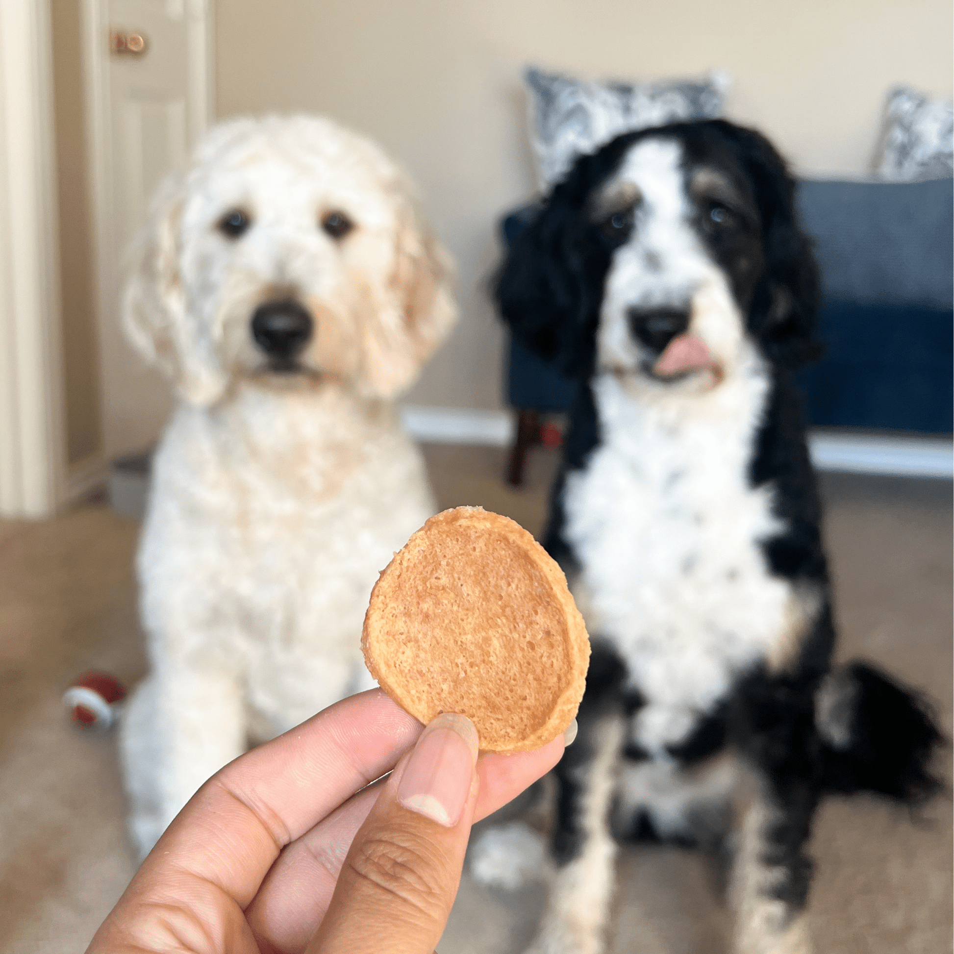 Chicken Chips for Dogs | All-Natural Single-Ingredient Dog Treats Chip Farm To Pet