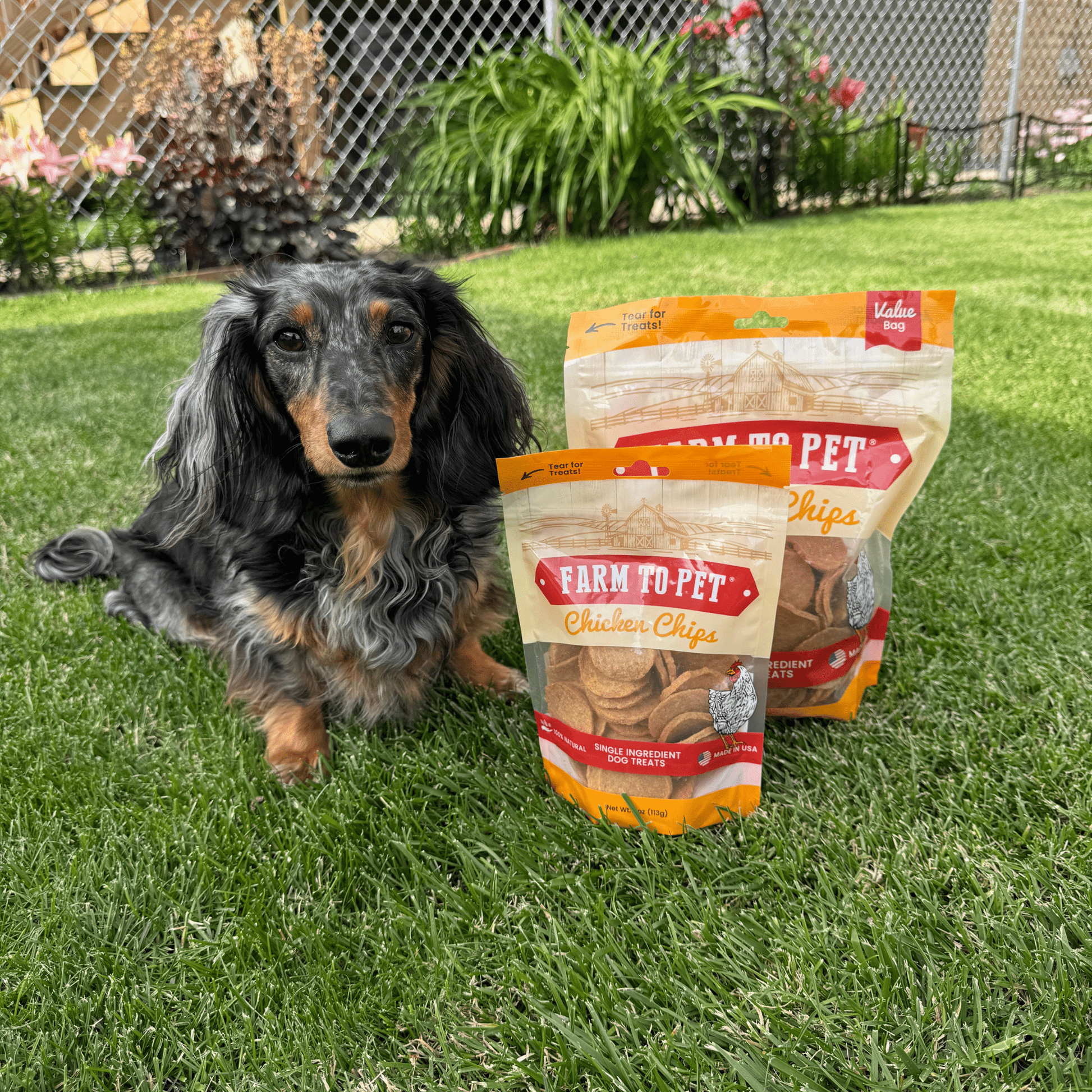Chicken Chips for Dogs | All-Natural Single-Ingredient Dog Treats Chip Farm To Pet