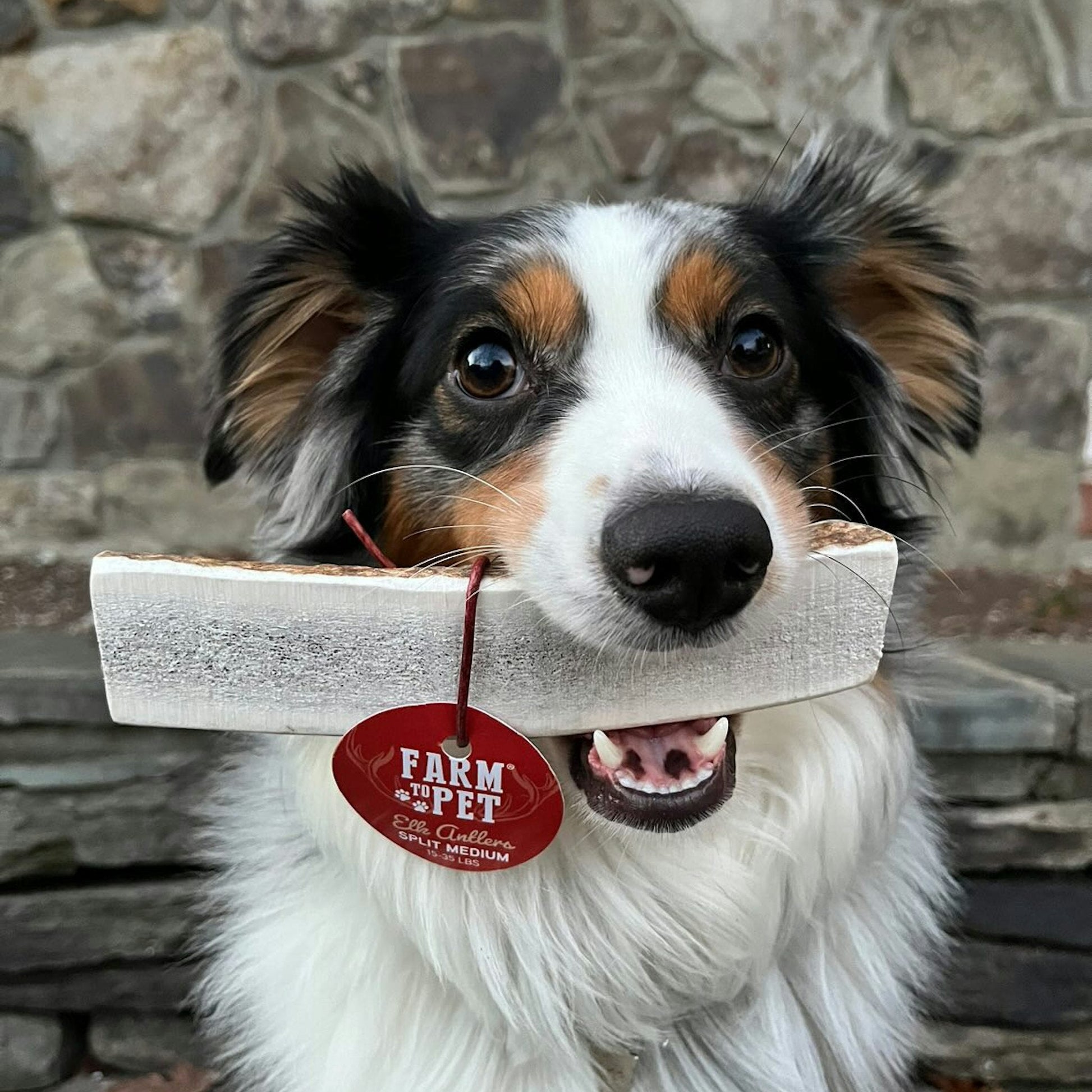 Elk Antler Dog Chews | All-Natural Whole and Split Elk Antler Chews for Dogs Antler Dog Chew Farm To Pet