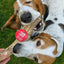 Elk Antler Dog Chews | All-Natural Whole and Split Elk Antler Chews for Dogs Antler Dog Chew Farm To Pet