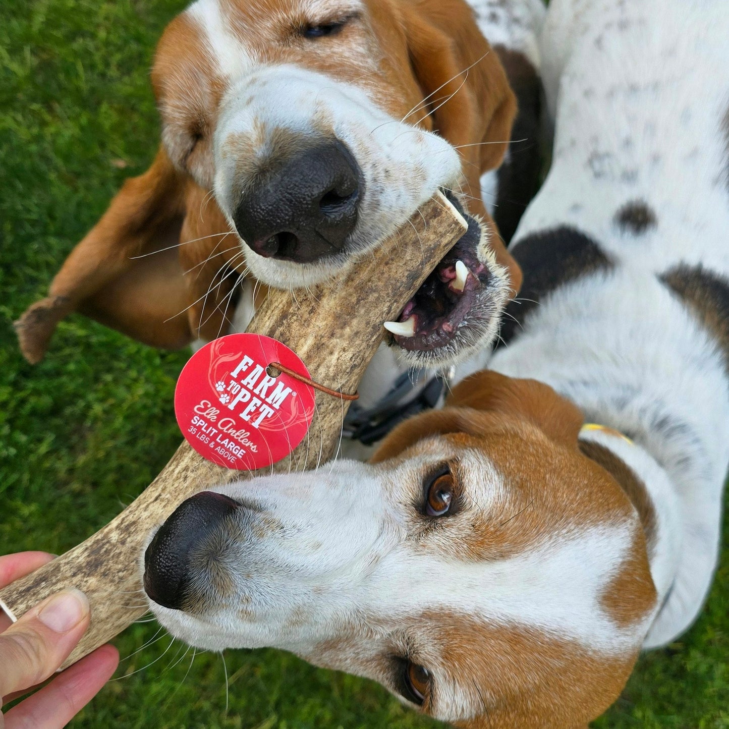 Elk Antler Dog Chews | All-Natural Whole and Split Elk Antler Chews for Dogs Antler Dog Chew Farm To Pet