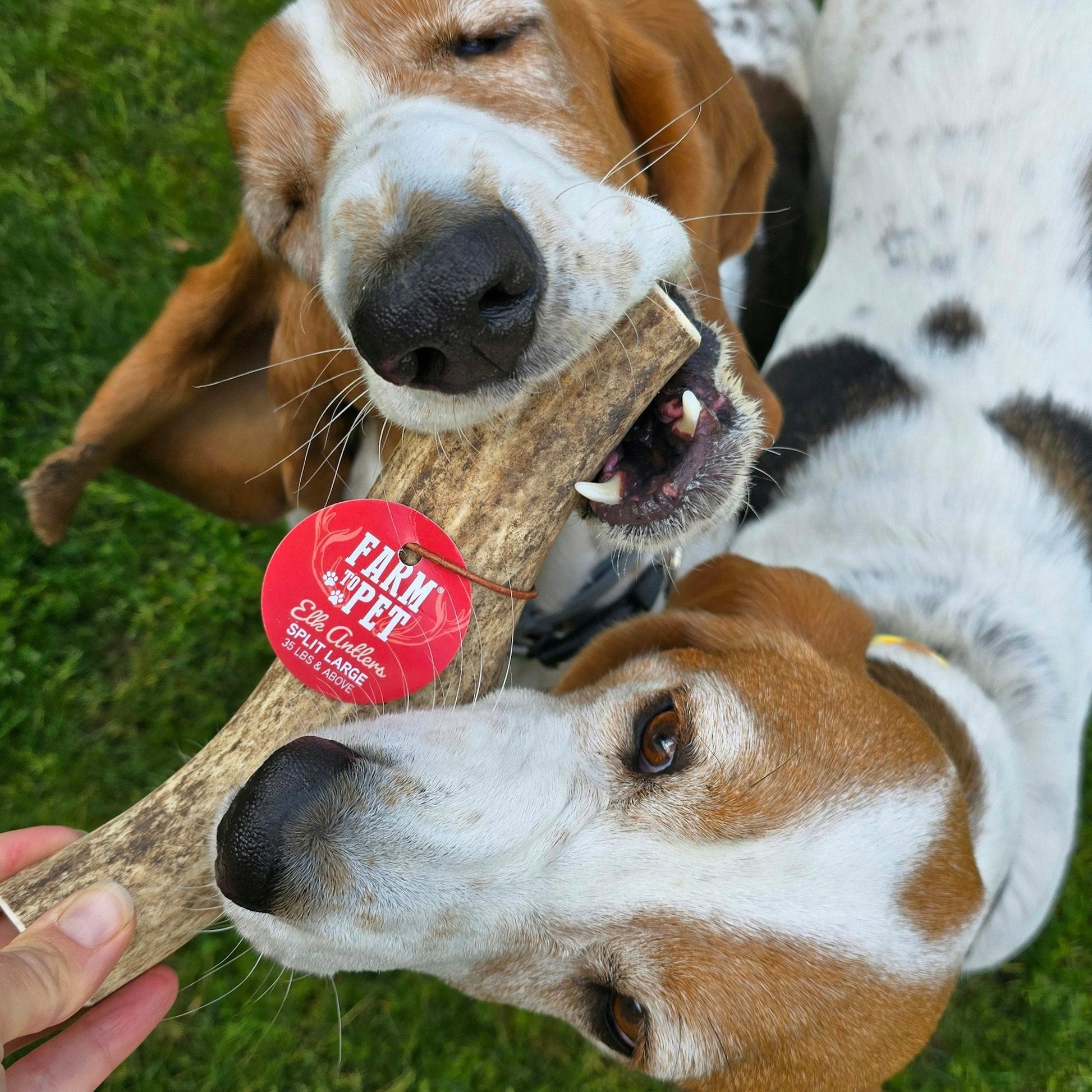 Elk Antler Dog Chews | All-Natural Whole and Split Elk Antler Chews for Dogs Antler Dog Chew Farm To Pet