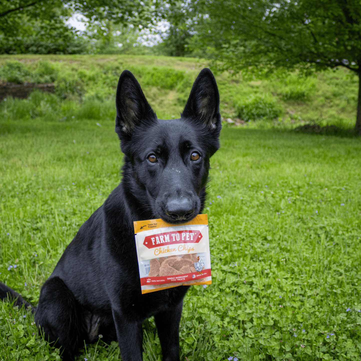 Chicken Chips Snack Pack Bundles | Dog Party Favors & Training Treats Snack Pack Farm To Pet