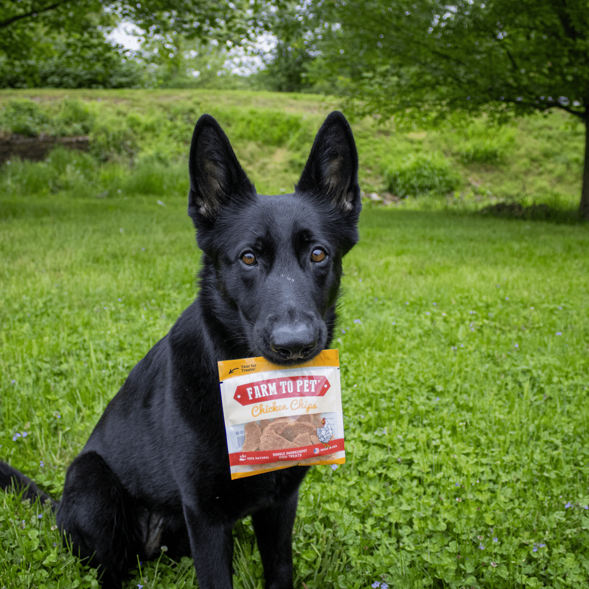 Chicken Chips Snack Pack Bundles | Dog Party Favors & Training Treats Snack Pack Farm To Pet
