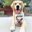 Live Like Roo Turkey Chips for Dogs | Dog Treats That Give Back Chip Farm To Pet