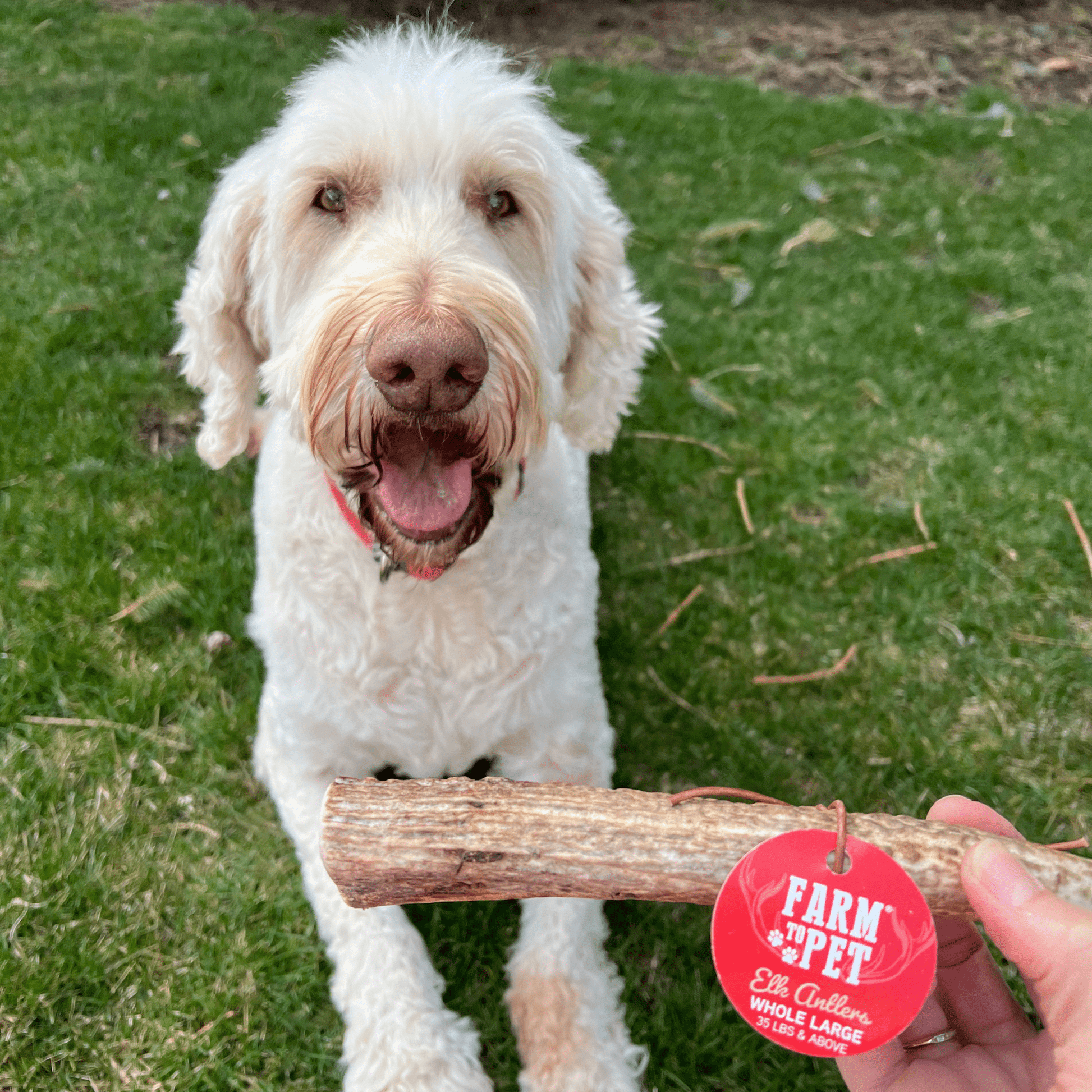Elk Antler Dog Chews | All-Natural Whole and Split Elk Antler Chews for Dogs Antler Dog Chew Farm To Pet