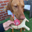 Deer Antler Dog Chews | Organic Chews for Dogs Antler Dog Chew Farm To Pet