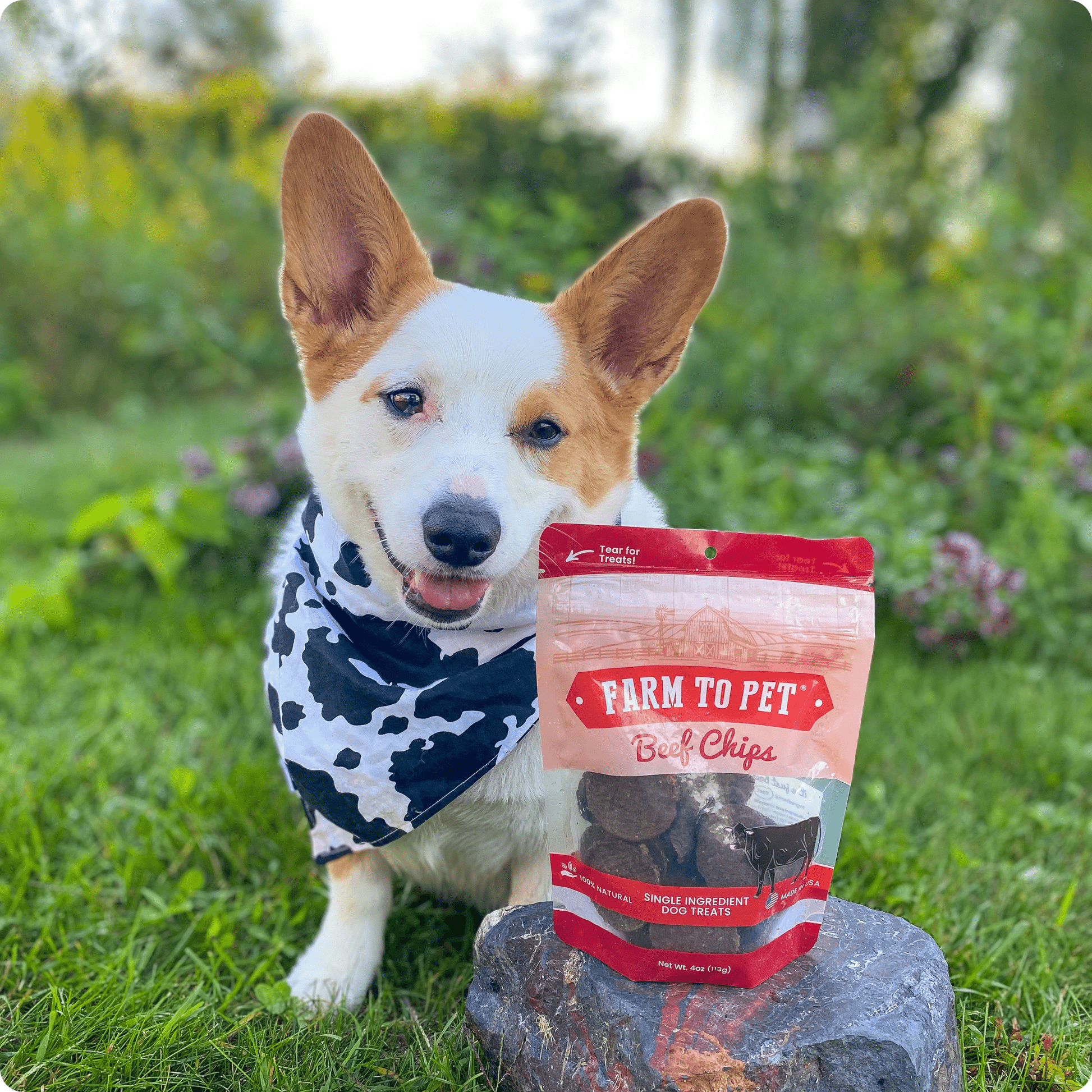 Beef Chips Dog Treats | Single-Ingredient Healthy Treats for Dogs Chip Farm To Pet