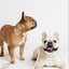 City Walk Kit (wholesale) Dog Supplies Pupwell