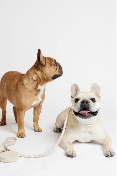 City Walk Kit (wholesale) Dog Supplies Pupwell