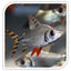 Flagtail Prochilodus AMERICAN CICHLID Danaqua Live Fish & More