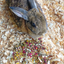 Bun's Rescue Rabbit Bakery Forage Herbs For Rabbits, Guinea Pigs, Hamsters, Chinchillas, & Other Small Animals Dahlia Pets