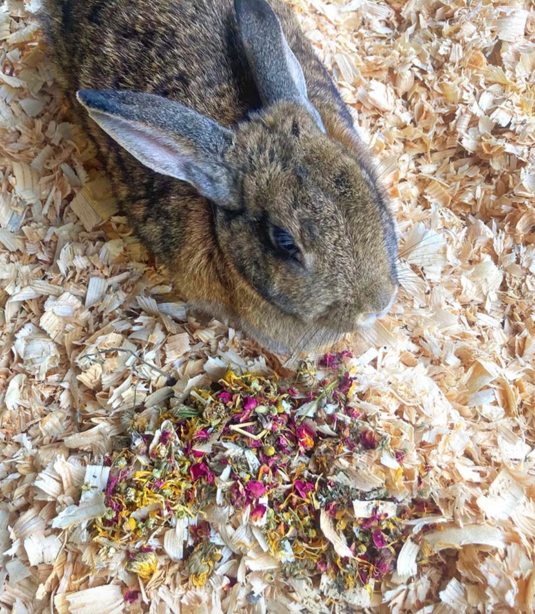 Bun's Rescue Rabbit Bakery Forage Herbs For Rabbits, Guinea Pigs, Hamsters, Chinchillas, & Other Small Animals Dahlia Pets