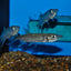 African Pike (Hepsetus odoe) MISCELLANEOUS Danaqua Live Fish & More
