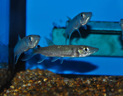African Pike (Hepsetus odoe) MISCELLANEOUS Danaqua Live Fish & More