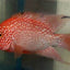 RED TEXAS CICHLID (HERICHTHYS CYANOGUTTATUS SP) AMERICAN CICHLID Danaqua Live Fish & More