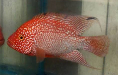 RED TEXAS CICHLID (HERICHTHYS CYANOGUTTATUS SP) AMERICAN CICHLID Danaqua Live Fish & More