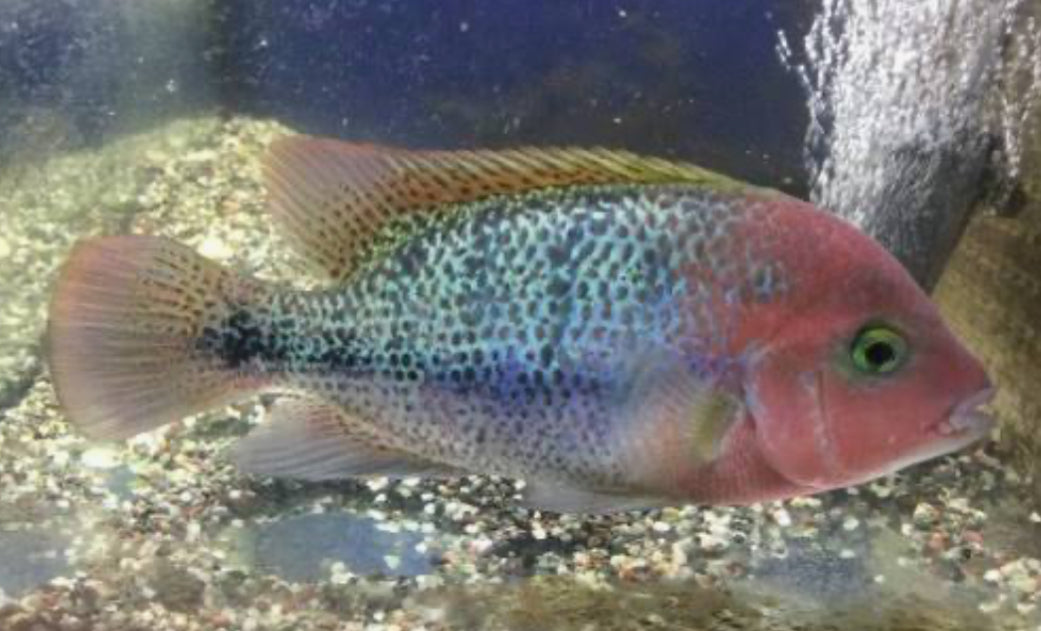 Fenestratus Cichlid (Vieja fenestrata) AMERICAN CICHLID Danaqua Live Fish & More